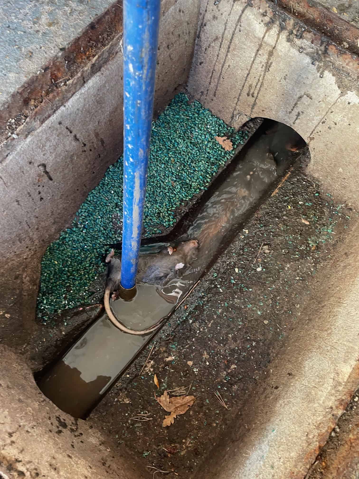 Drainage repair with rodent prevention in progress.